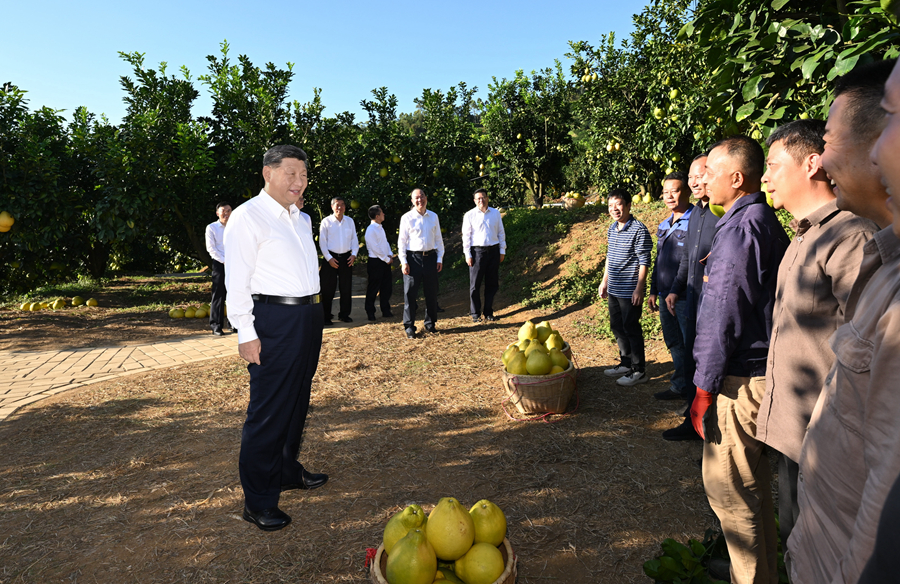 2025年11月7日，習(xí)近平總書記在梅州市梅縣區(qū)雁洋鎮(zhèn)南福金柚種植基地考察時，同果農(nóng)和農(nóng)技人員親切交流。